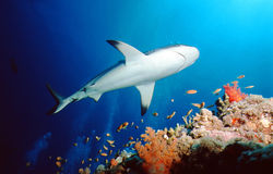 Grey Reefshark