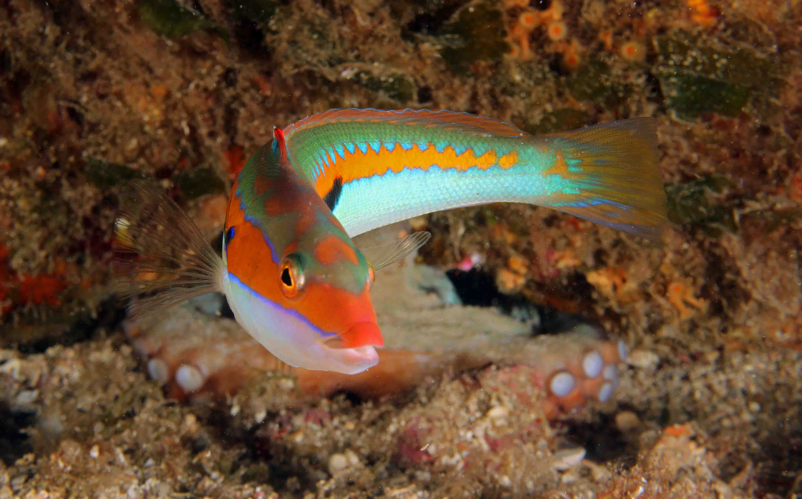 Coris Julis, Med. rainbow wrasse, Meerjunker