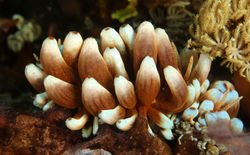 Aleoid Kabira Phillodesmium