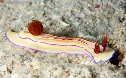 Hypselodoris Maridadilus