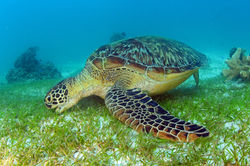 Green Turtle