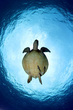 Green Turtle