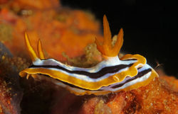 Chromodoris Quadricolor