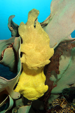 Giant Frogfish