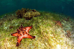Chocolatte Chip Sea Star
