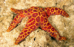 Mosaic Seastar