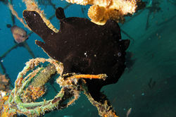 Giant Frogfish