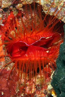 Electric Fileclam