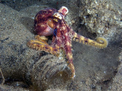Poison Ocellate Octopus