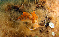 Facelina bostoniensis