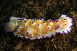 Mexichromis
