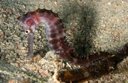 Thorny Seahorse