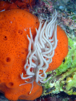 Yellow Tiped Philloodesmium