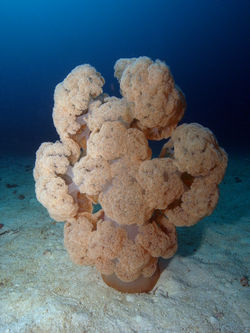 Softcoral