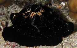 Common Egg Cowrie