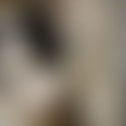 麻布十番譲渡会へのご参加ありがとうございました!11/3(祝・月)六本木譲渡会受付を開始しています!