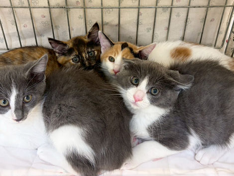 7/12(日)三田譲渡会へのご参加ありがとうございました
