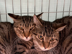 12/7(日)譲渡会へのご参加ありがとうございました