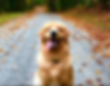 apporter votre chien.png