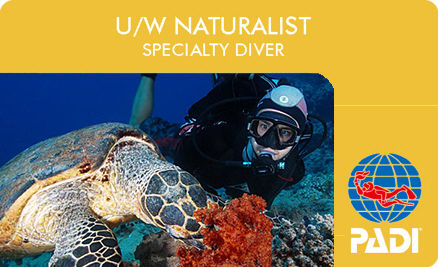 PADI  UNDER WATER NATURALIST  DIVER SPECIALTY.JPG