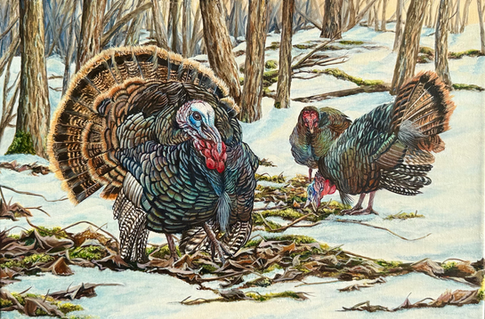 dinde sauvage, dindon sauvage, peinture de dinde sauvage, art animalier