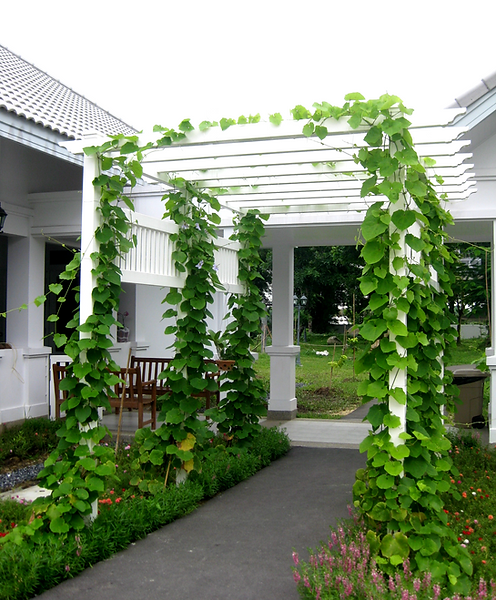 Pergolas