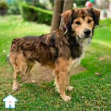 Hund es un perro en adopción que se encuentra con nosotros en el albergue animal Casa Heim, ubicado en la Ciudad de México. Tiene 2 años aproximadamente, es tierno y juguetón. Conoce más sobre él, ve fotos y videos del perro Hund aquí. 