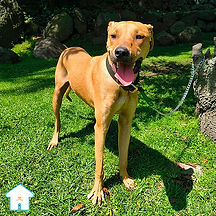 Toby es un perro en adopción que se encuentra con nosotros en el albergue animal Casa Heim, ubicado en la Ciudad de México. Tiene 1 año aproximadamente, es tierno y juguetón. Conoce más sobre él, ve fotos y videos del perro Pepe aquí.
