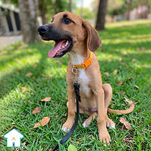 Limon es un perro en adopción que se encuentra con nosotros en el albergue animal Casa Heim, ubicado en la Ciudad de México. Tiene 7 meses aproximadamente, es muy juguetón, sociable y cariñoso. Conoce más sobre él, ve fotos y videos del perro Limon aquí.
