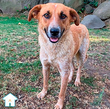 Sandia es un perro en adopción que se encuentra con nosotros en el albergue animal Casa Heim, ubicado en la Ciudad de México. Tiene 2 años aproximadamente, es muy juguetón, sociable y cariñoso. Conoce más sobre él, ve fotos y videos del perro Sandia aquí. 
