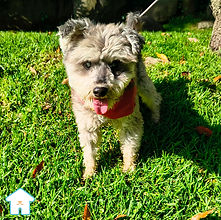 Pepe es un perro en adopción que se encuentra con nosotros en el albergue animal Casa Heim, ubicado en la Ciudad de México. Tiene 10 años aproximadamente, es tierno y juguetón. Conoce más sobre él, ve fotos y videos del perro Pepe aquí.