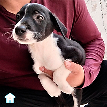Leche es un perro cachorro en adopción que se encuentra con nosotros en el albergue animal Casa Heim, ubicado en la Ciudad de México. Tiene 1 mes aproximadamente, es muy juguetón, sociable y cariñoso. Conoce más sobre él, ve fotos y videos del perro Leche aquí. 