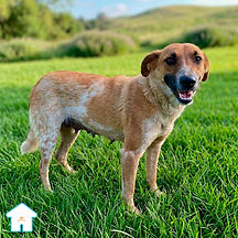 Sandia es un perro en adopción que se encuentra con nosotros en el albergue animal Casa Heim, ubicado en la Ciudad de México. Tiene 2 años aproximadamente, es muy juguetón, sociable y cariñoso. Conoce más sobre él, ve fotos y videos del perro Sandia aquí.