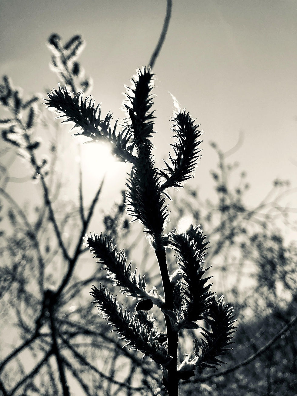 enjoy_berlin-willow-catkin-5065458_1920.jpg