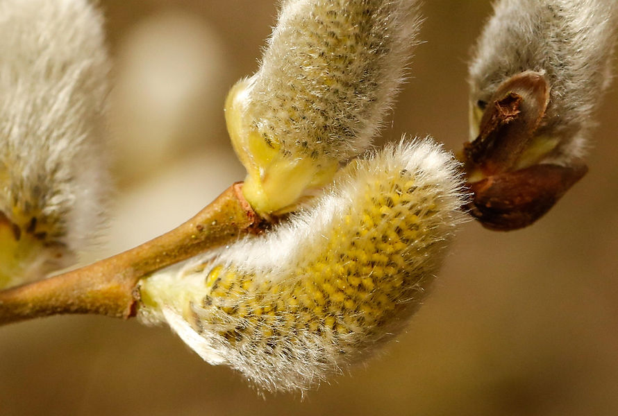 schauhi-catkins-7845916_1920.jpg