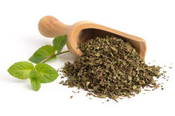 dry-mint-leave
