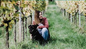 Stadt Schoppen | Weingut Laufer