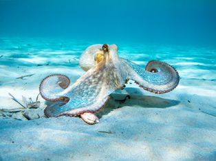 Octopus als Markenzeichen