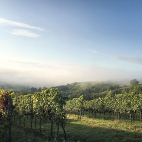 Weinbergswanderung                               „Bibel, Wein und Weisheiten“ 