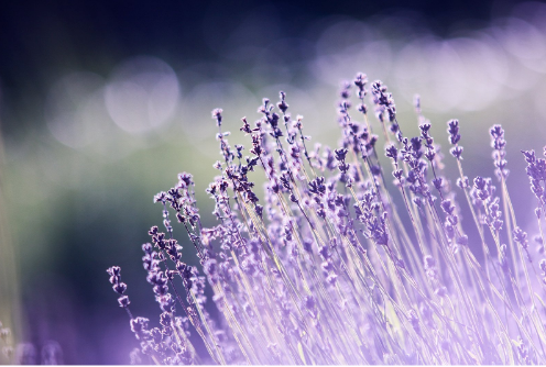 Product Photo WBH - Stock Lavender.png