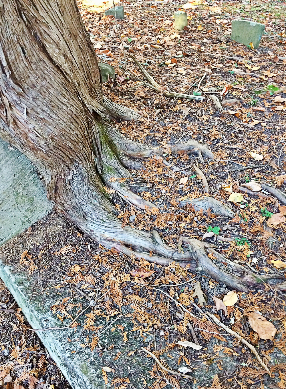 Rooted Maple at Beaver Cemetery, Esopus NY
