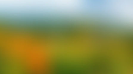 2015 太麻里金針花季