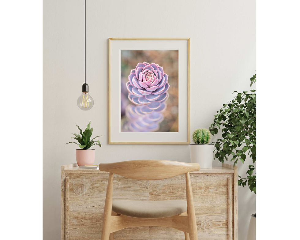 Thumbnail: Echeveria in Pink