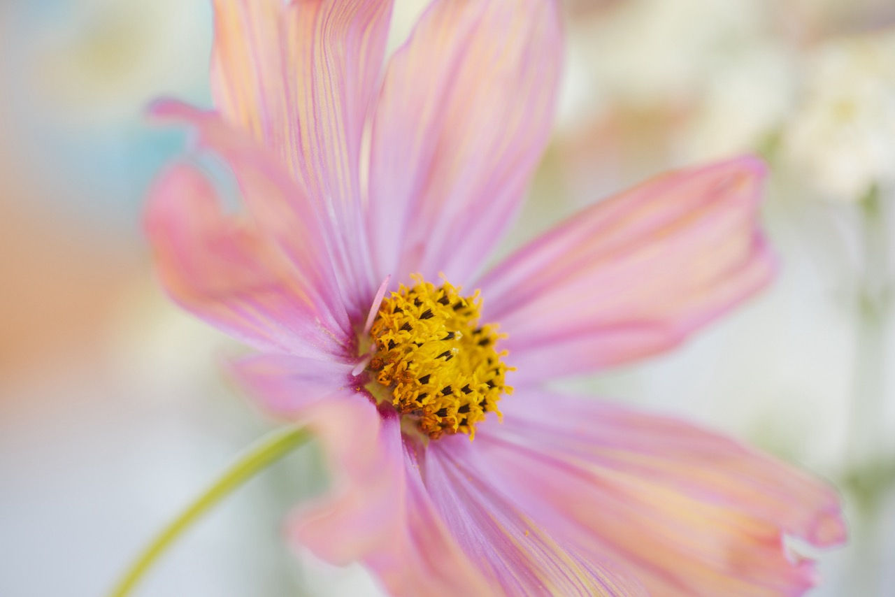 Cosmos in Pink