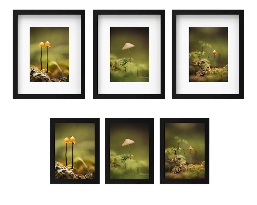 Thumbnail: Fungi Love - V1, V2 & V3