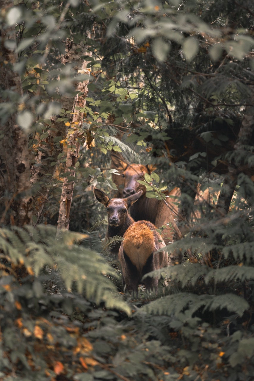 Thumbnail: Elk Calf and Cow