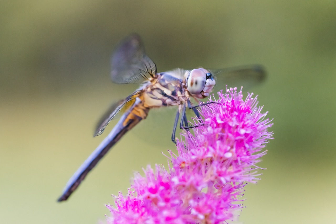 Dragonfly Spiraea - V1, V2 & V3