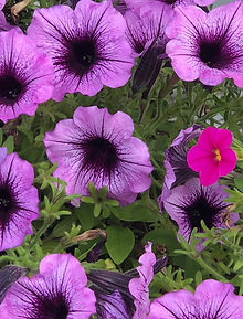 26A6325B-AB81-466D-AB8B-73A4F5909D60.jpe