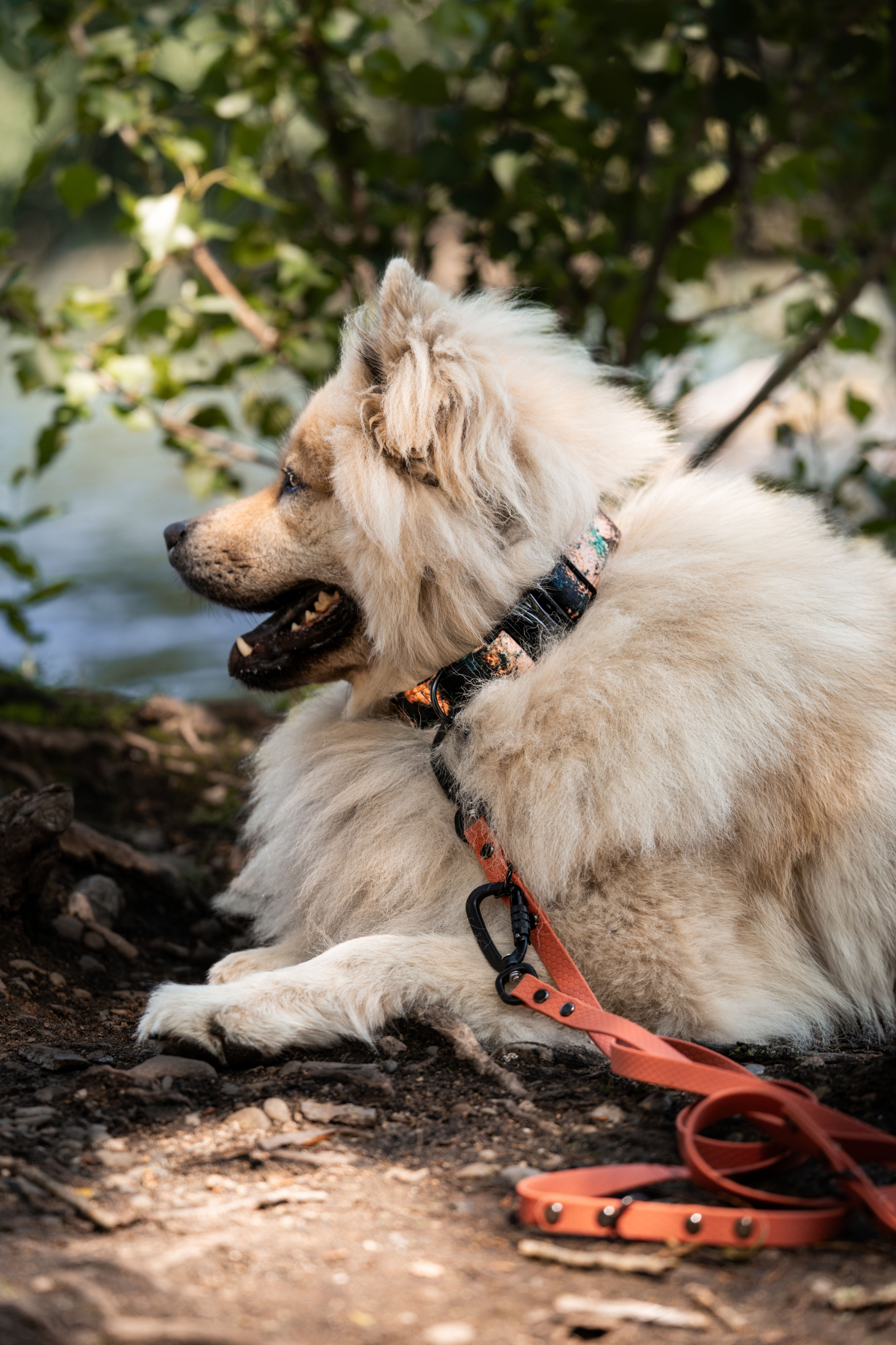Laisse 3 points - TPU hexa