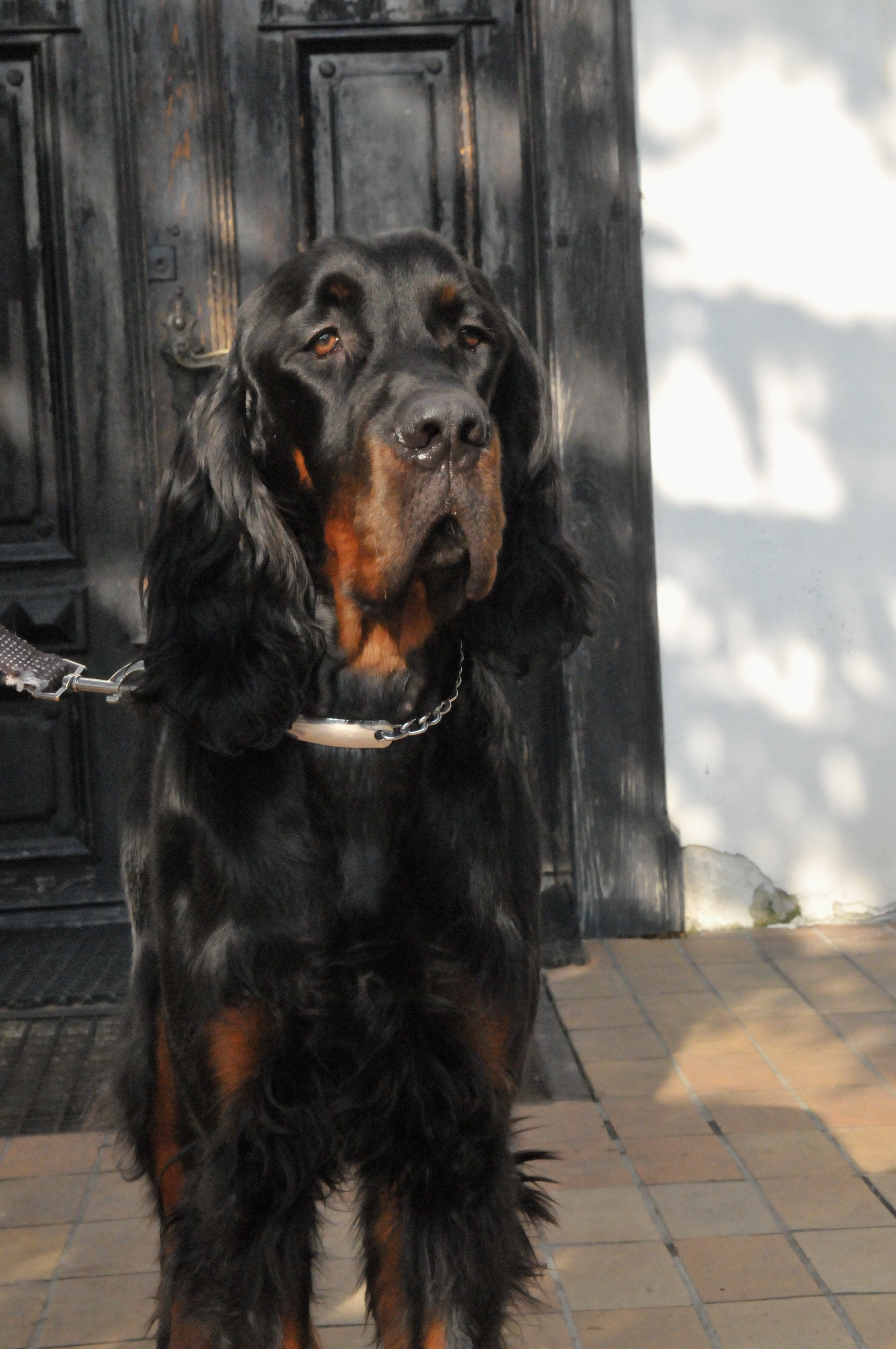 Sherwin´s JASPER